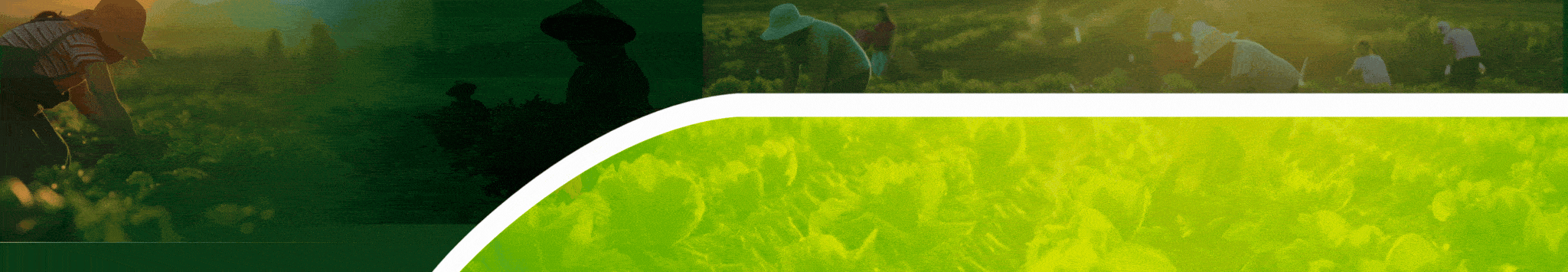 Journal of Agricultural Science Development (JASED)